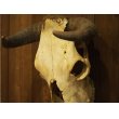 画像3: Buffalo 水牛 頭蓋骨  (3)