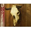 画像6: Buffalo 水牛 頭蓋骨  (6)