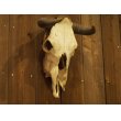 画像1: Buffalo 水牛 頭蓋骨  (1)